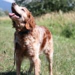 Tobby - - Bild 7
