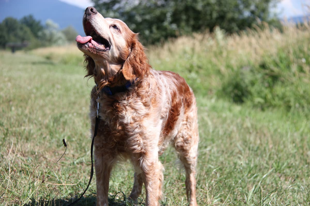 Tobby - - Bild 6