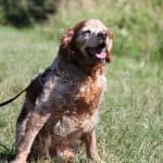 Tobby - - Bild 21