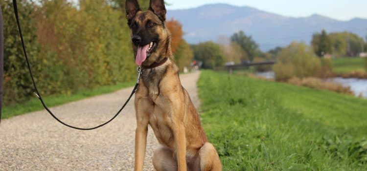 Loki - Deutscher Schäferhund - Bild 11