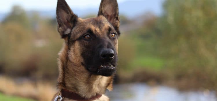 Loki - Deutscher Schäferhund - Bild 7