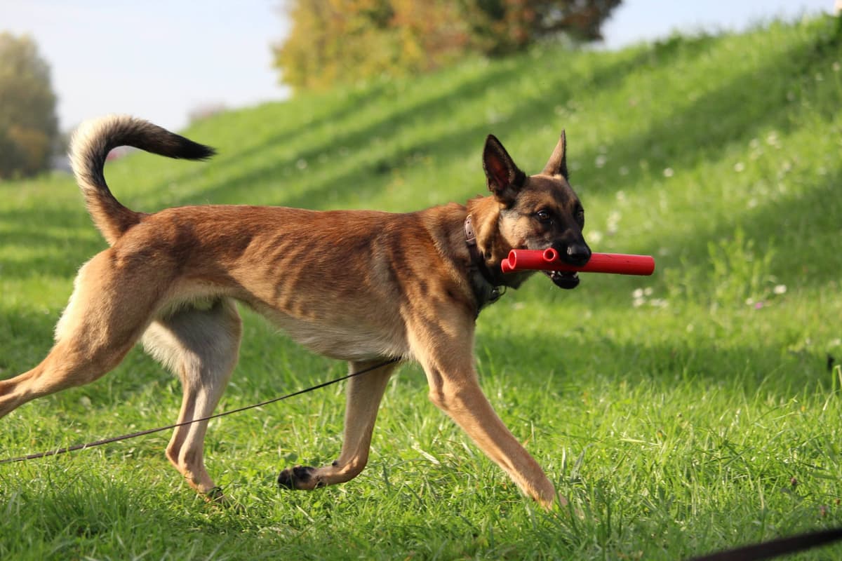 Loki - Deutscher Schäferhund - Bild 18