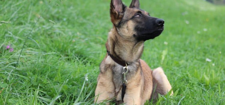 Loki - Deutscher Schäferhund - Bild 9