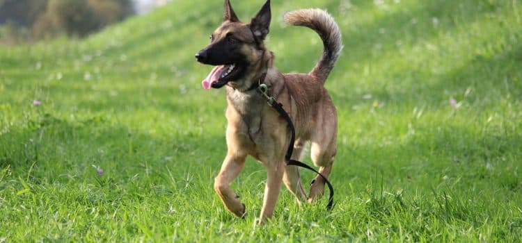 Loki - Deutscher Schäferhund - Bild 13