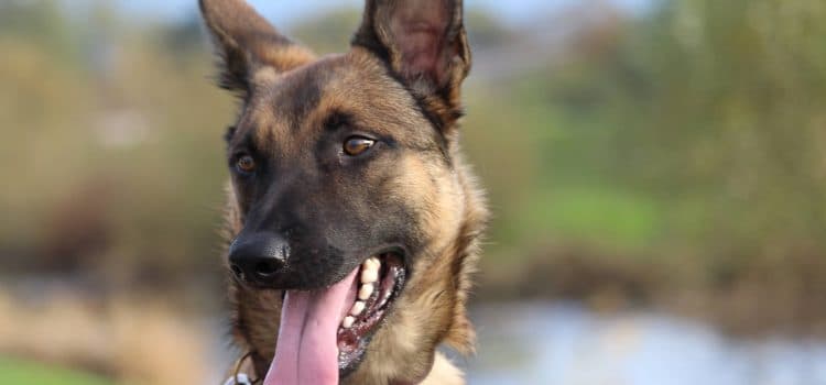 Loki - Deutscher Schäferhund - Bild 17