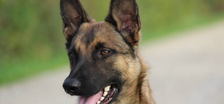 Loki - Deutscher Schäferhund - Bild 21