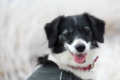 Sissi - Border Collie - Bild 10