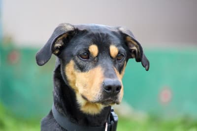 Deutsche Dogge Patusco