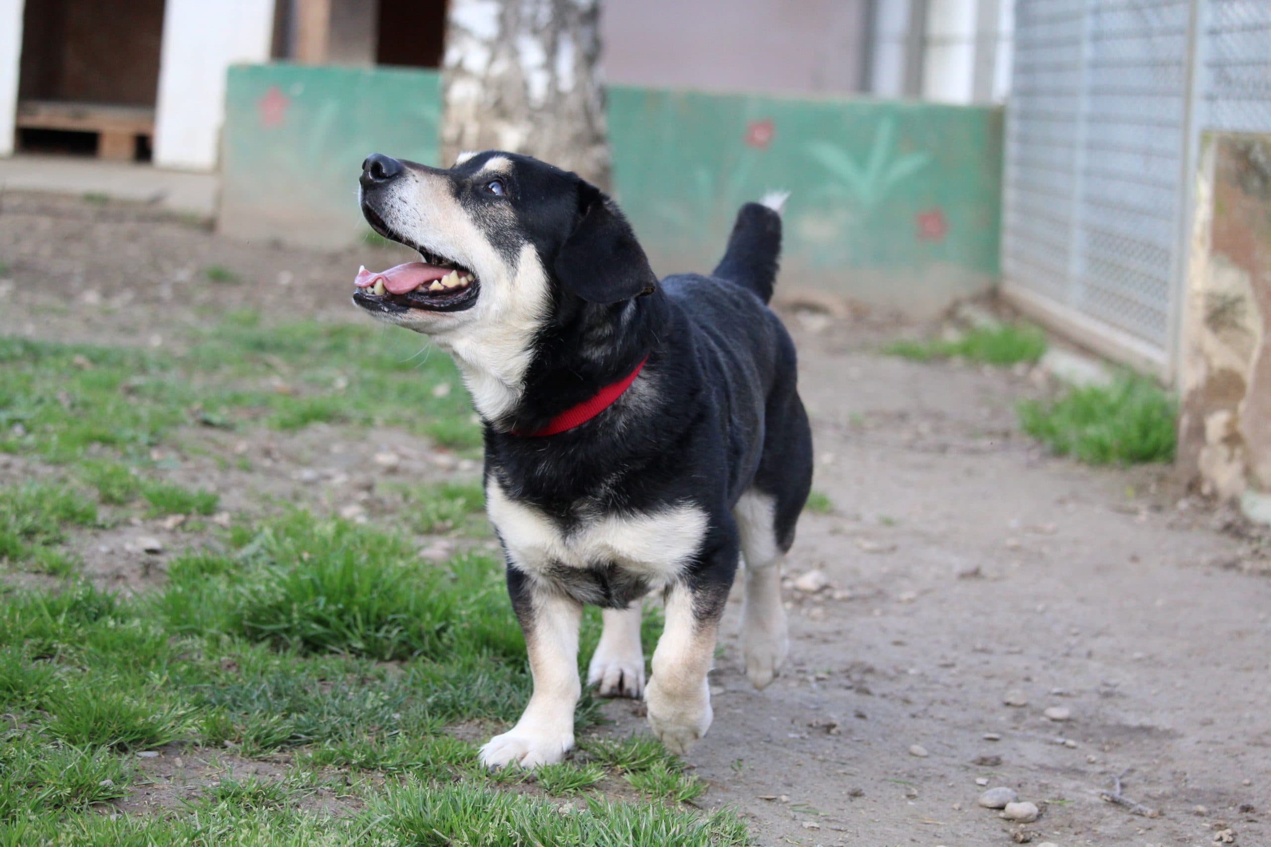 Morgan - Rhodesian Ridgeback - Bild 4
