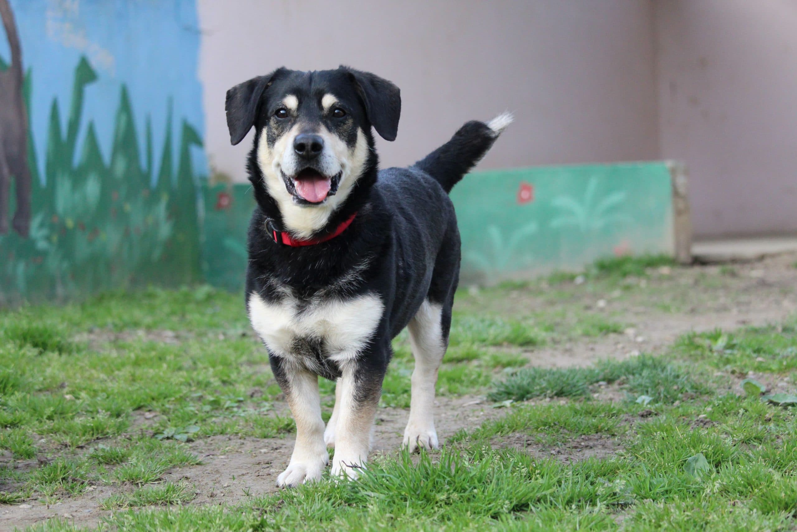 Morgan - Rhodesian Ridgeback - Bild 2