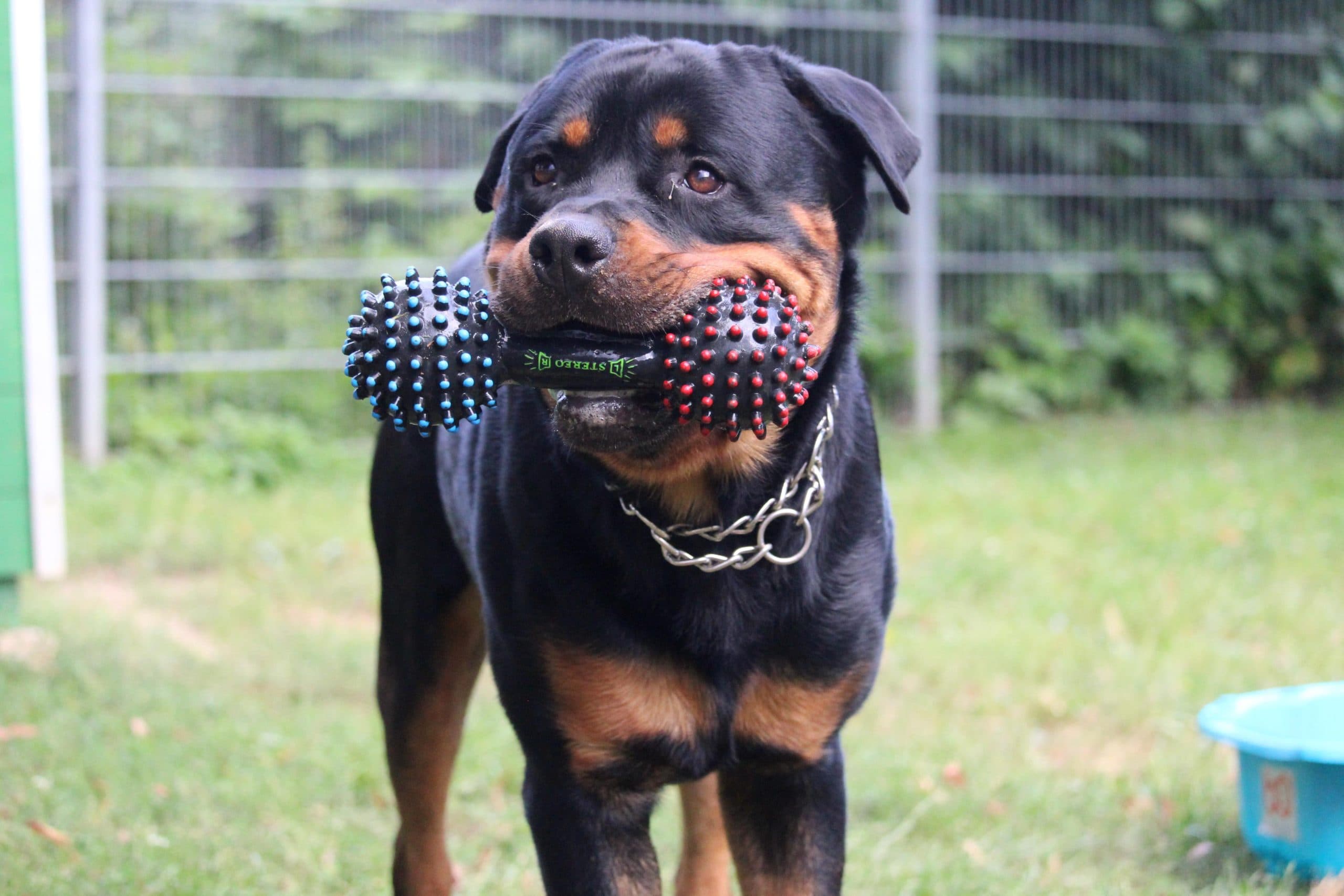 Chicco - Rottweiler - Bild 5