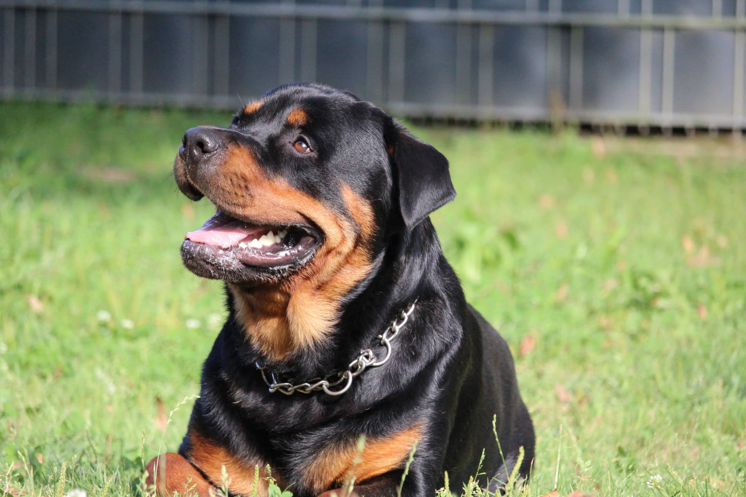 Chicco - Rottweiler - Bild 2