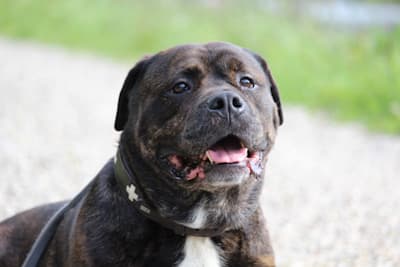 Deutsche Dogge Jakomo