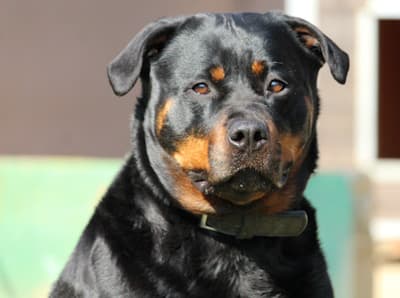 Rottweiler Sindy
