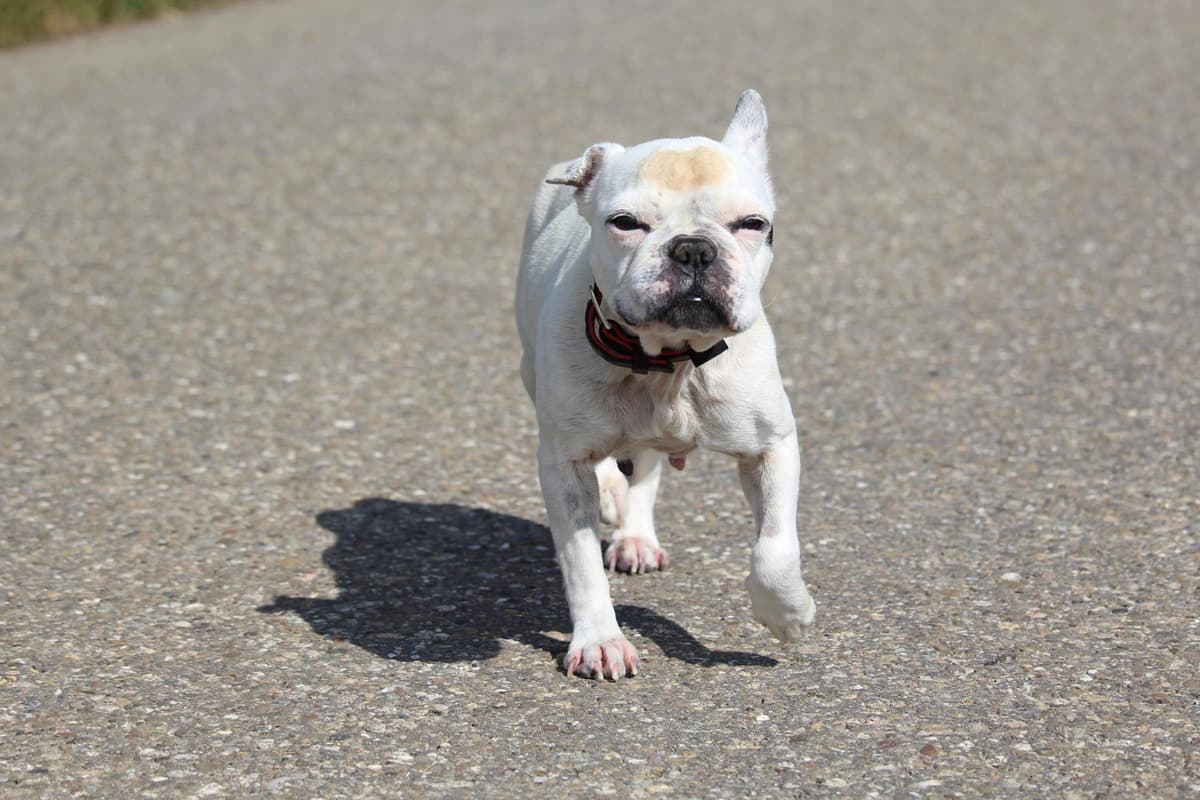 Dolly - Französische Bulldogge - Bild 5