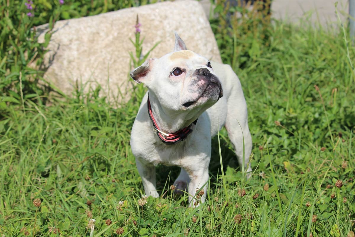 Dolly - Französische Bulldogge - Bild 9