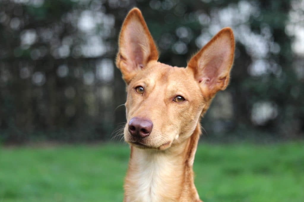 Baco - Podenco Canario - Bild 1