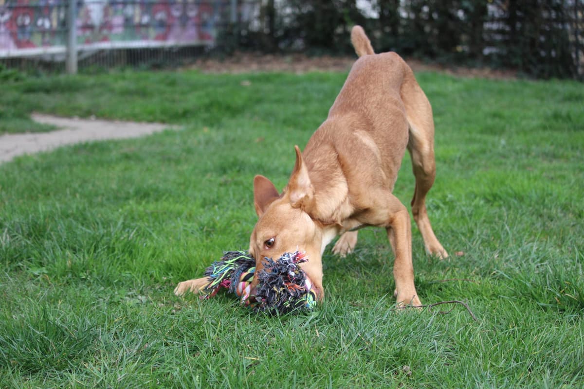 Baco - Podenco Canario - Bild 4
