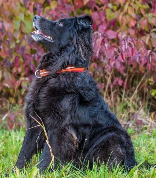 Deutscher Schäferhund-Mix Dodo