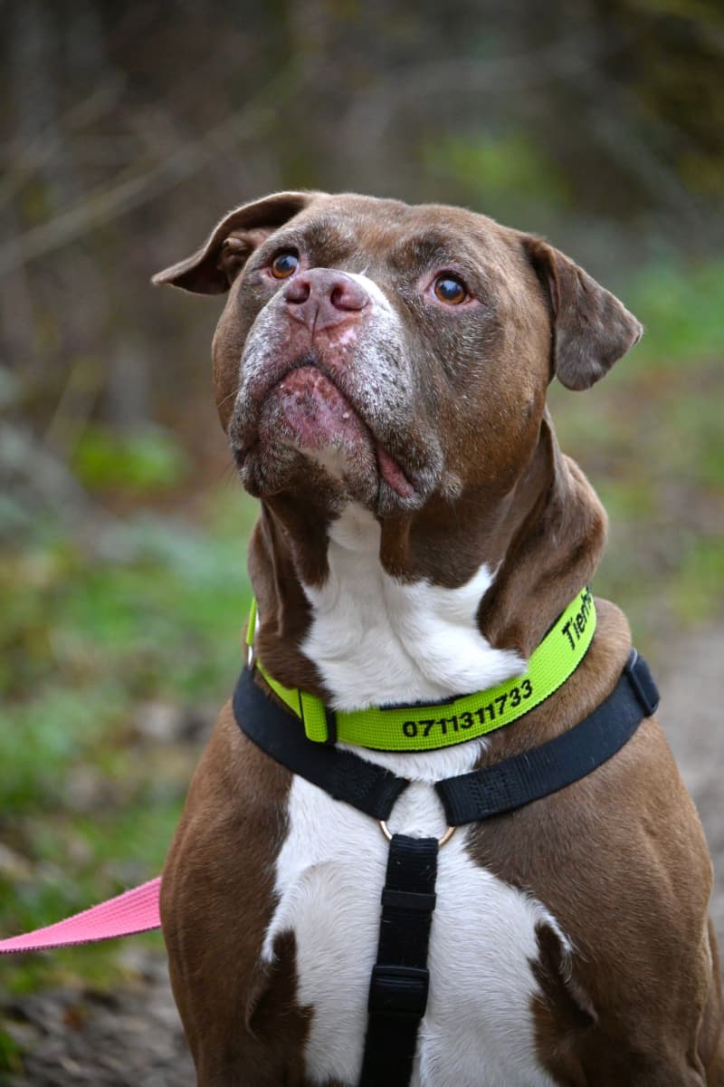 Gizmo - American Staffordshire Terrier - Bild 8