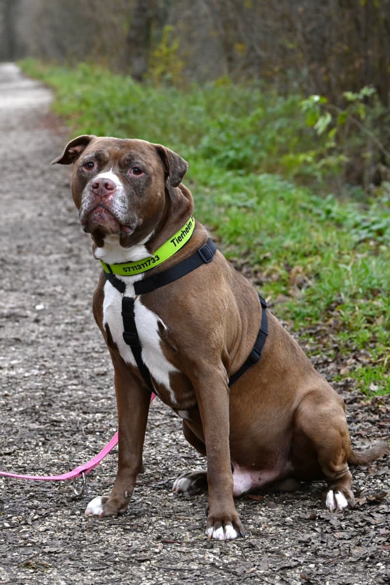 Gizmo - American Staffordshire Terrier - Bild 10