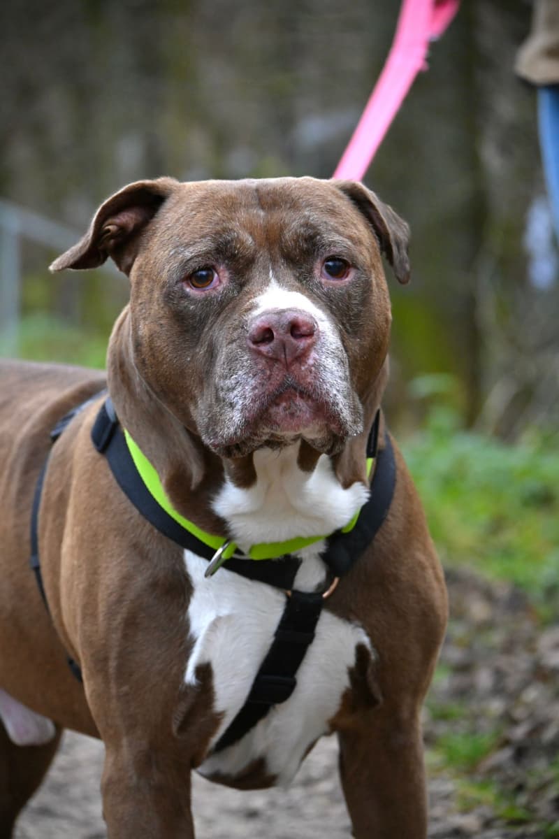 Gizmo - American Staffordshire Terrier - Bild 6