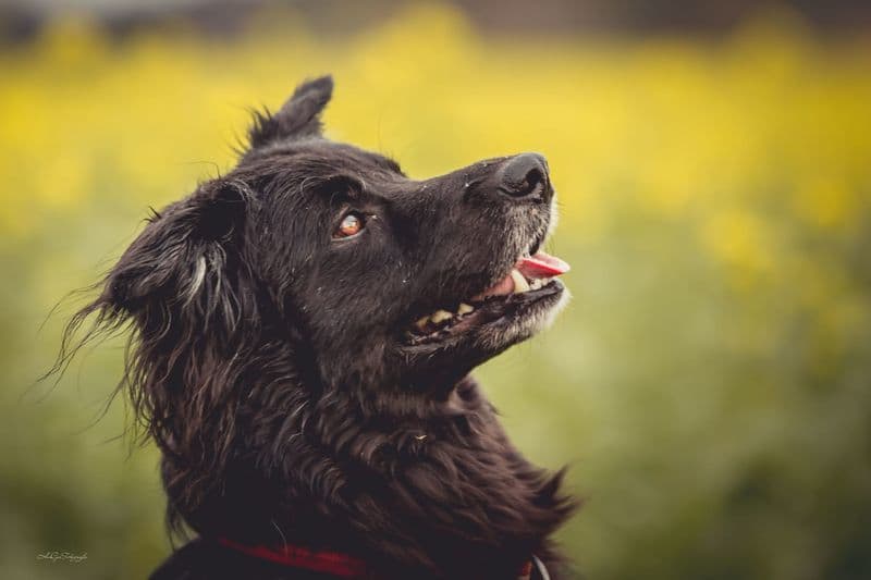 Dodo - Deutscher Schäferhund - Bild 2