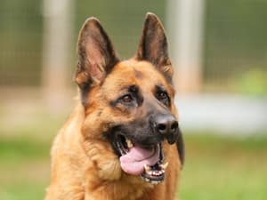 Lola - Deutscher Schäferhund - Bild 1