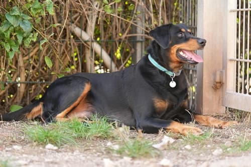 Luna - Deutscher Pinscher - Bild 2
