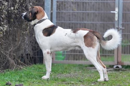 Bernhardiner, Kangal-Hirtenhund Cooper
