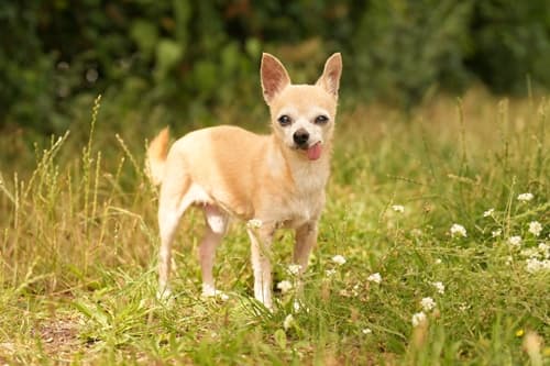 Ditsch - Chihuahua - Bild 1