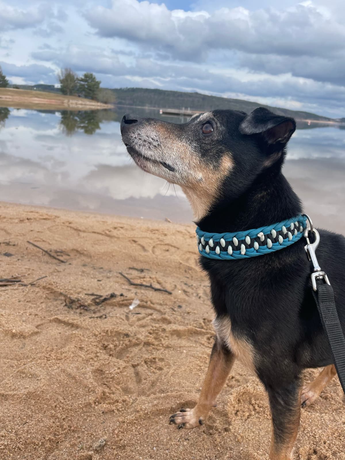 Bambo - Deutscher Pinscher - Bild 3