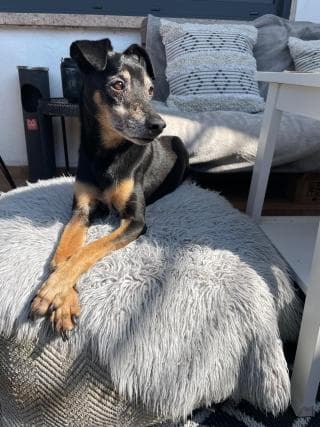 Bambo - Deutscher Pinscher - Bild 2