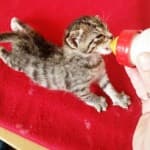 Fritzi - - Bild 6