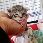 Fritzi - - Bild 8