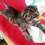 Fritzi - - Bild 10