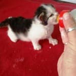 Fritzi - - Bild 14
