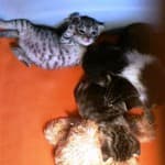 Fritzi - - Bild 16