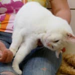 Fritzi - - Bild 4