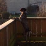 Annabelle - Deutsche Dogge, American Staffordshire Terrier - Bild 7