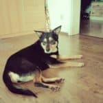 Annabelle - Deutsche Dogge, American Staffordshire Terrier - Bild 6