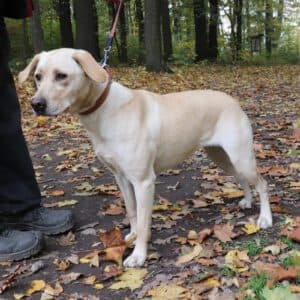 Labrador Retriever-Mix Lina