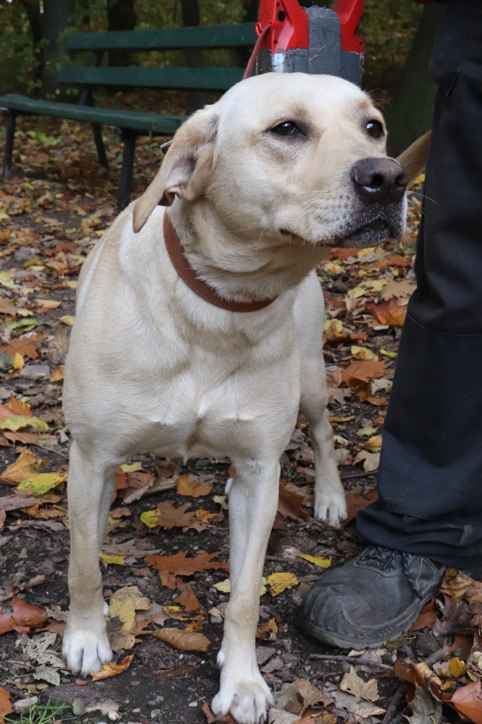 Lina - Labrador Retriever - Bild 7