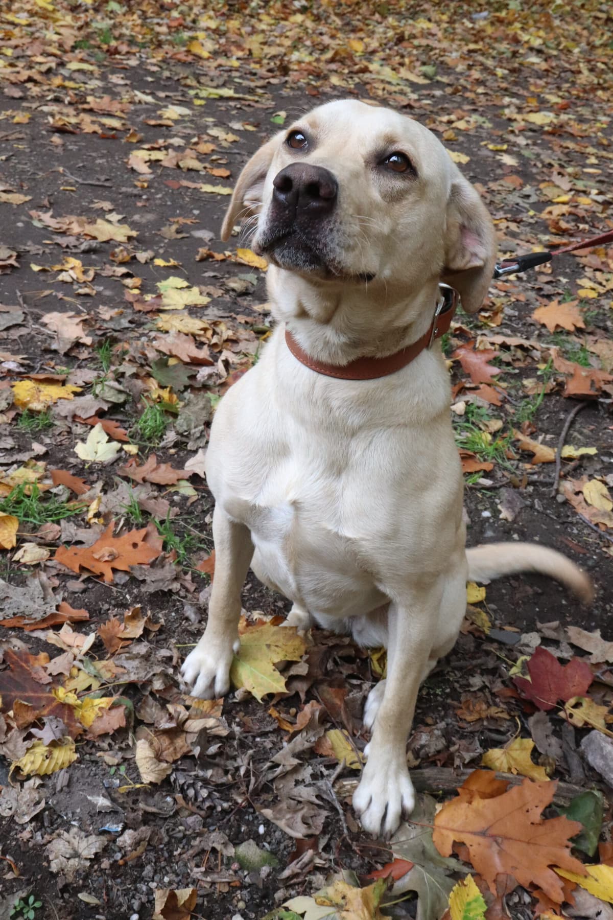 Lina - Labrador Retriever - Bild 10