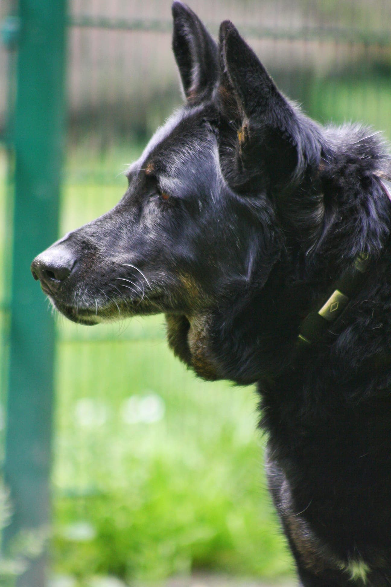 Bonzo - Deutscher Schäferhund - Bild 11