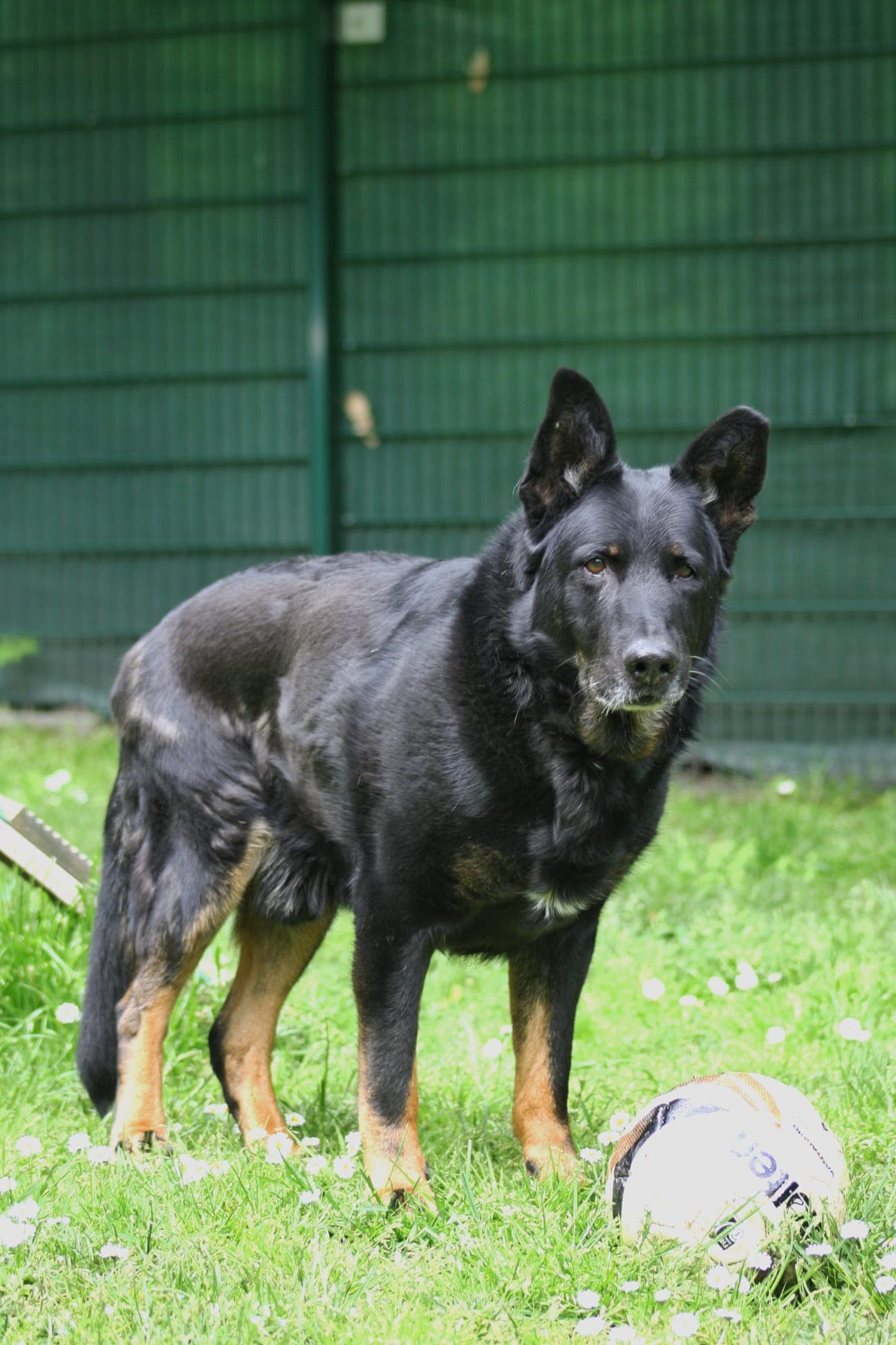 Bonzo - Deutscher Schäferhund - Bild 8