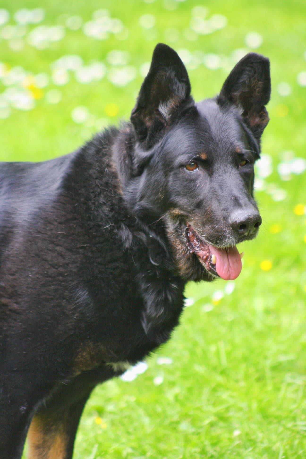 Bonzo - Deutscher Schäferhund - Bild 9