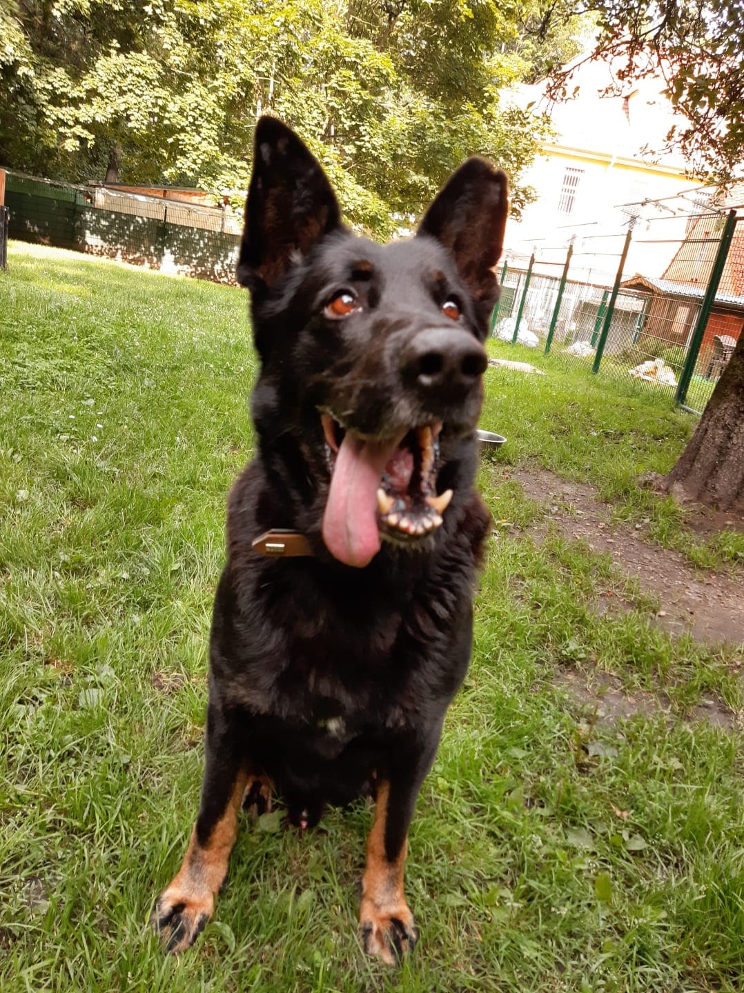 Bonzo - Deutscher Schäferhund - Bild 4