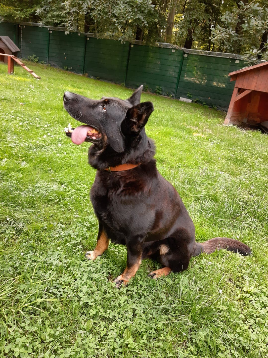 Bonzo - Deutscher Schäferhund - Bild 2