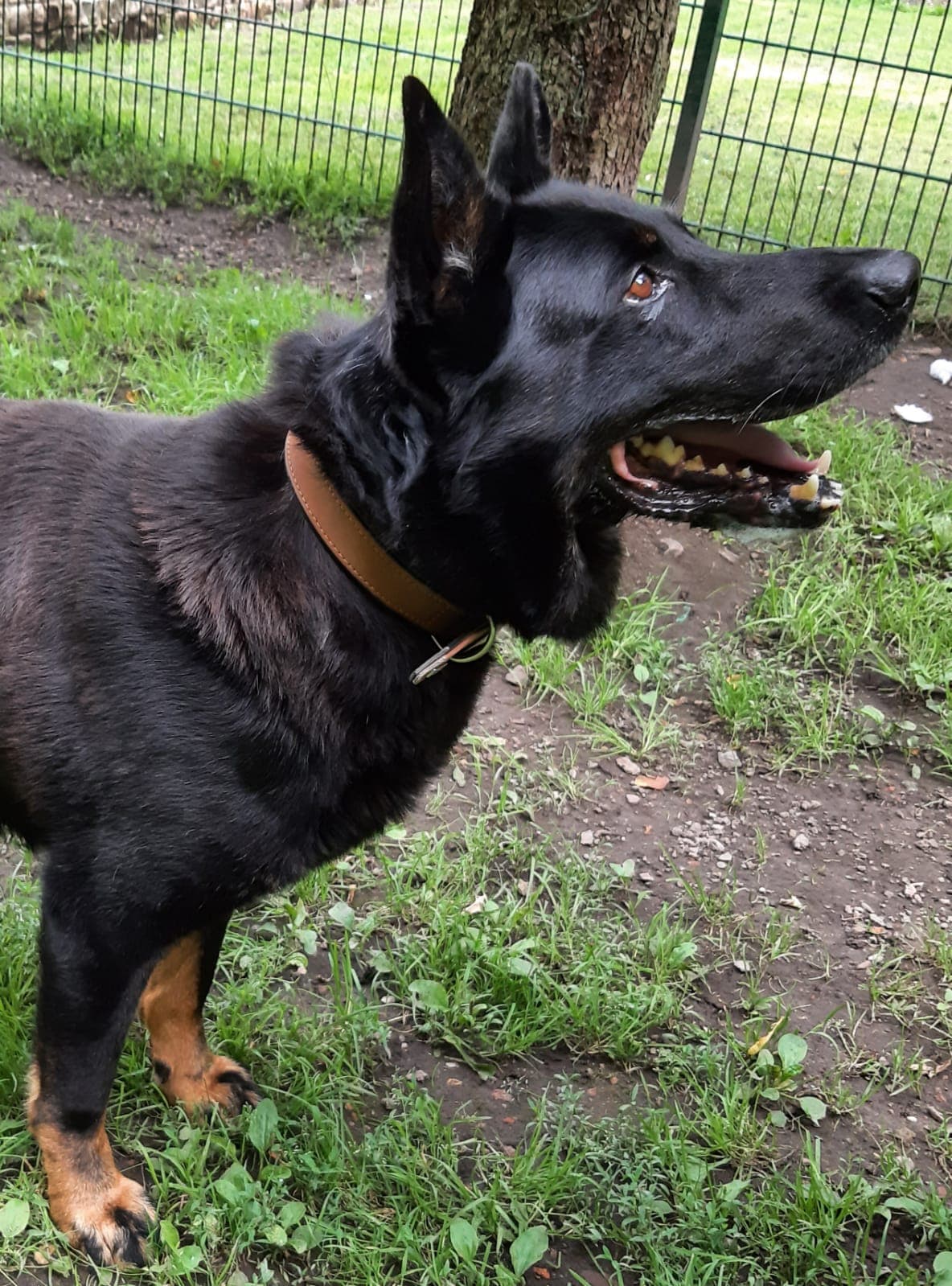 Bonzo - Deutscher Schäferhund - Bild 7